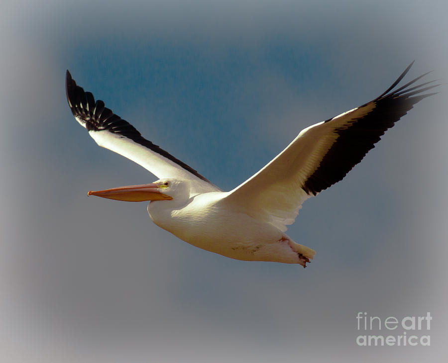 White Pelican In Flight Photograph by Robert Frederick