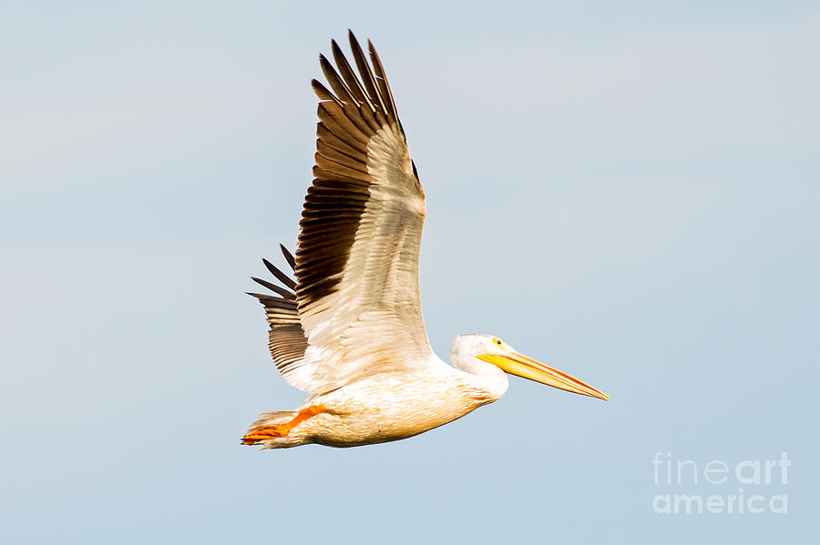 White Pelican in Horicon Marsh Wisconsin Photograph by Natural Focal Point Photography