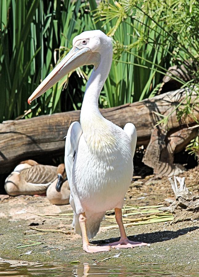 White Pelican Photograph by Jane Girardot