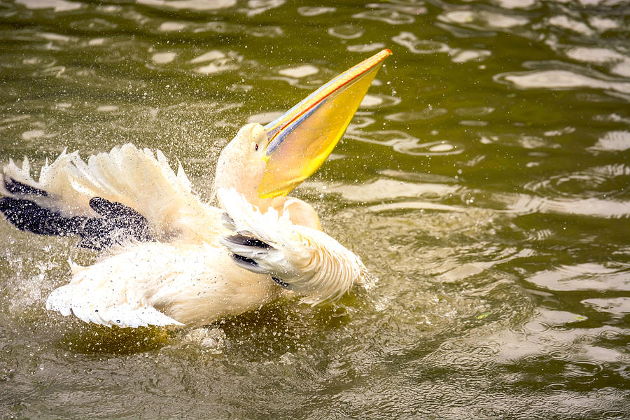 Fish Photograph - White Pelican by Jijo George