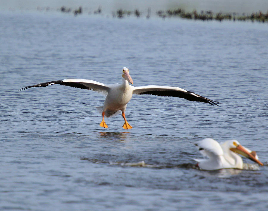 White Pelican Landing Photograph by John Dart