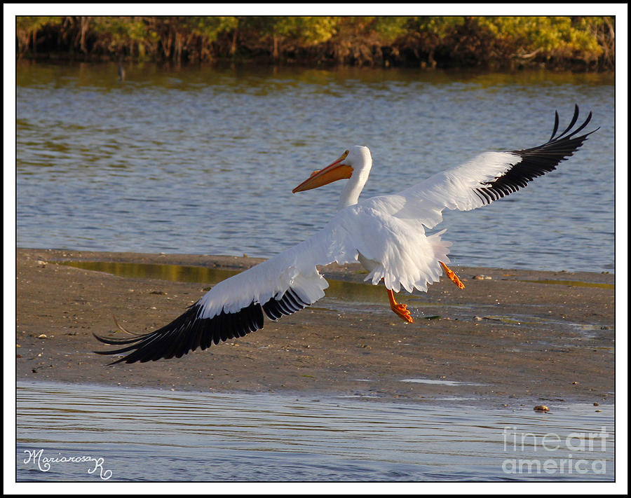 White Pelican Landing Photograph by Mariarosa Rockefeller