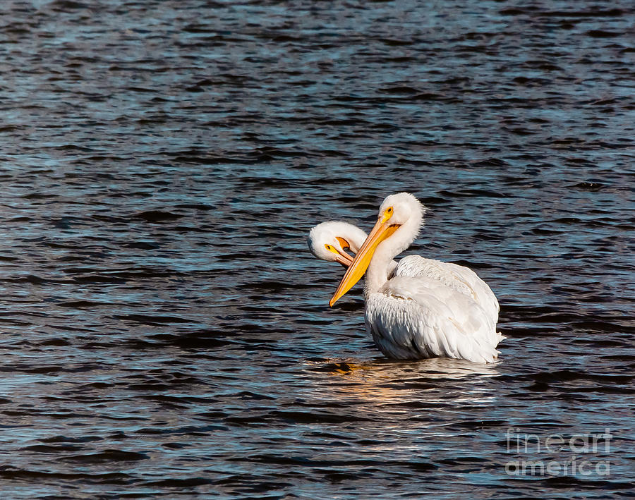 White Pelican Love Photograph by Robert Frederick