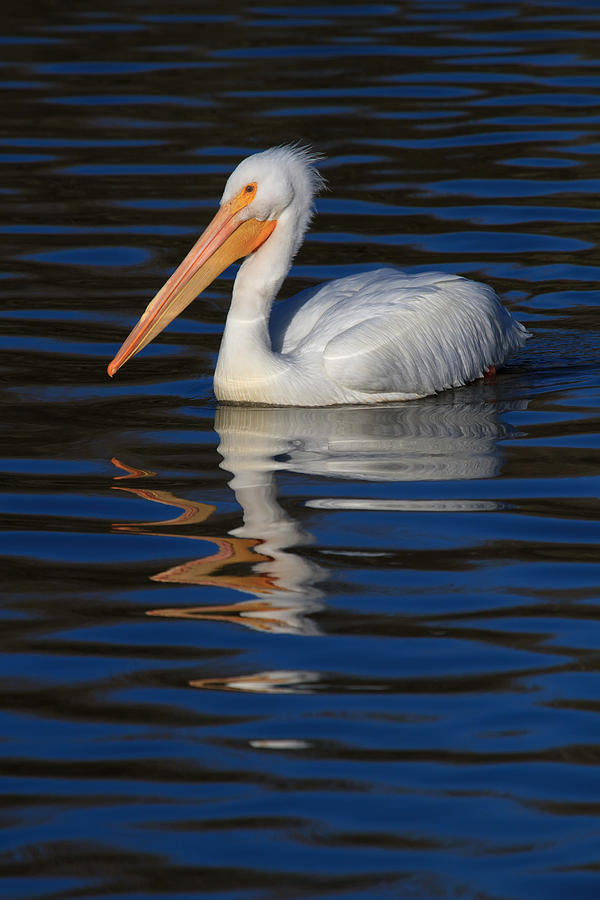 White Pelican On Blue Photograph by Beth Sargent