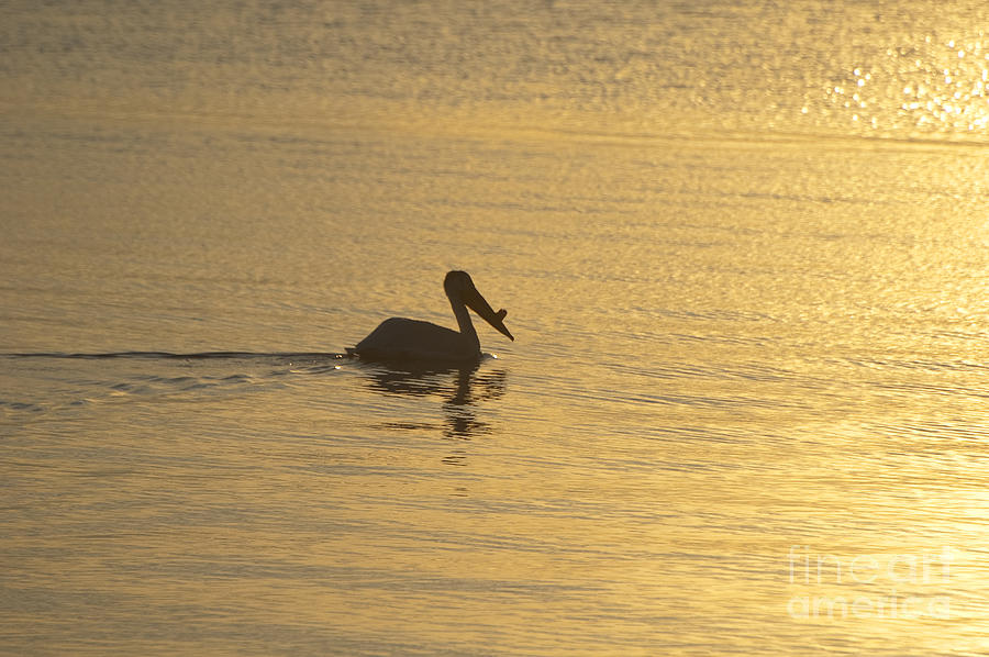 White Pelican on Golden Lake  Photograph by Joan Wallner