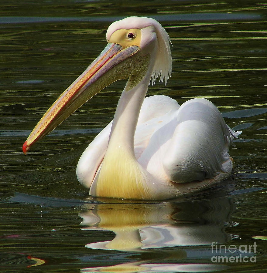 White Pelican On The Water Photograph by D Hackett