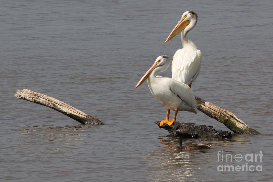 Davenport Photograph - White pelican perch by Heidi Brandt