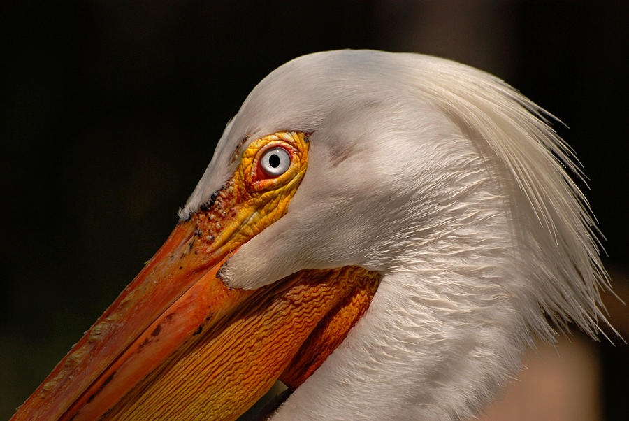 White Pelican Portrait Photograph by Lorenzo Cassina