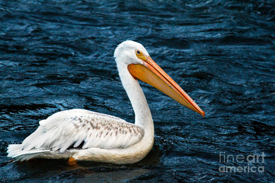 White Pelican Portrait Photograph by Robert Bales