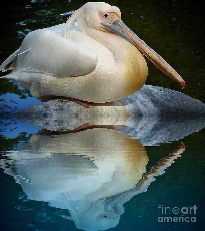White Pelican Reflect Photograph by Susan Garren