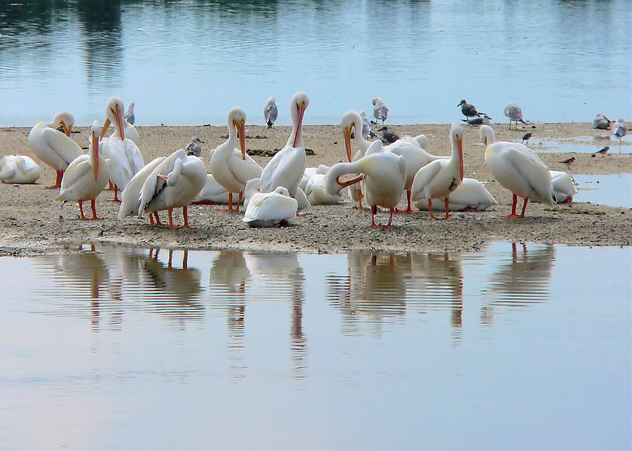 White Pelican Reflections Photograph by Rosalie Scanlon