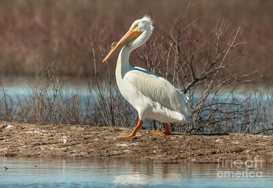 White Pelican Photograph by Robert Frederick