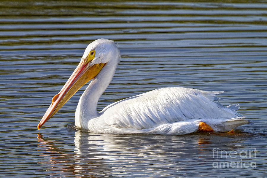 White Pelican Photograph by Ronald Lutz