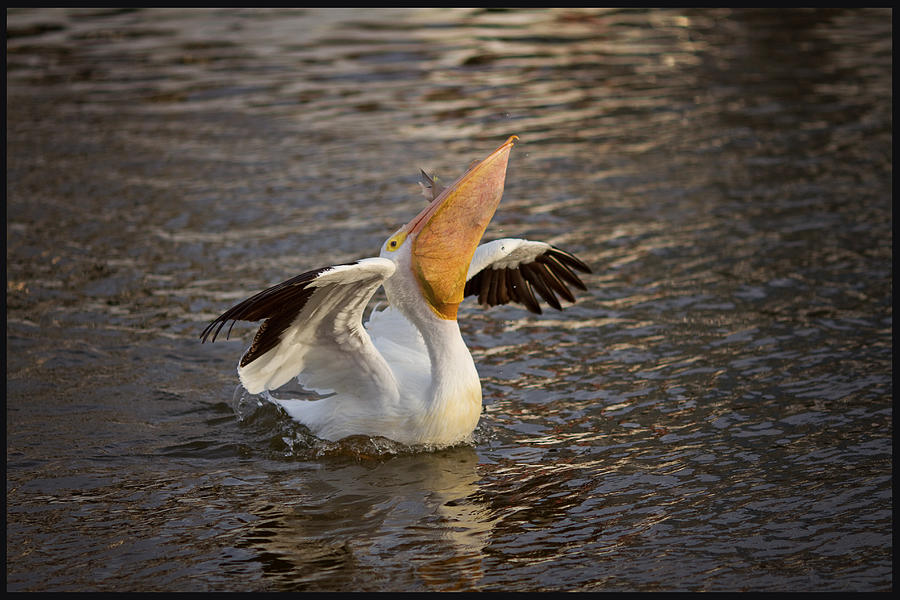 White Pelican Photograph by Sharon Jones