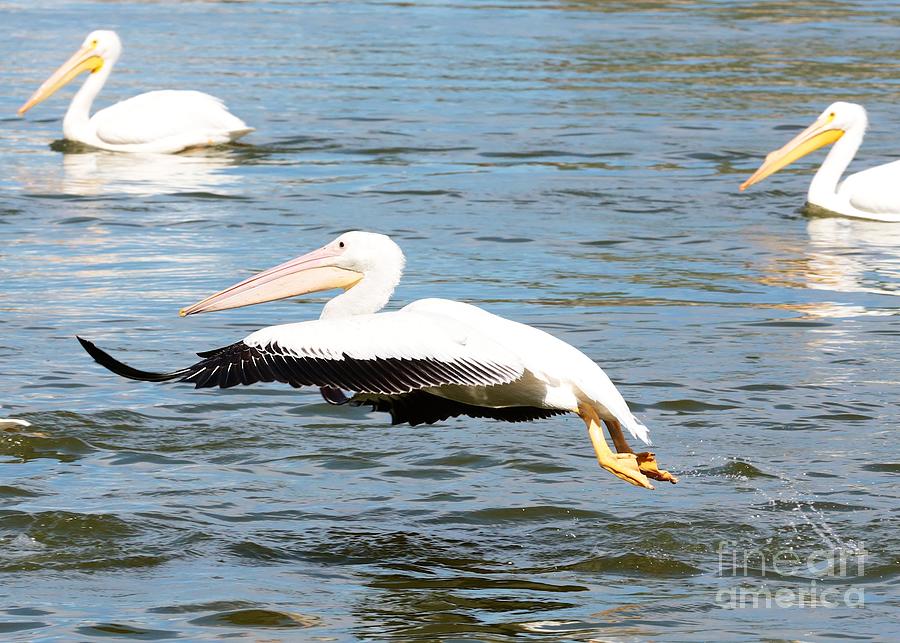 White Pelican Takeoff Photograph by Carol Groenen