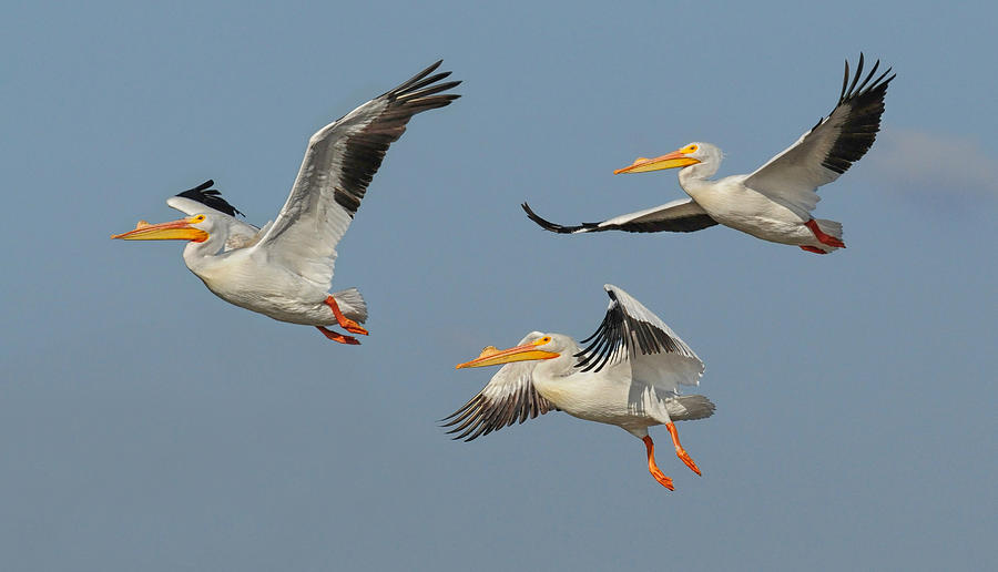 White Pelican Trio Photograph by Dave Mills