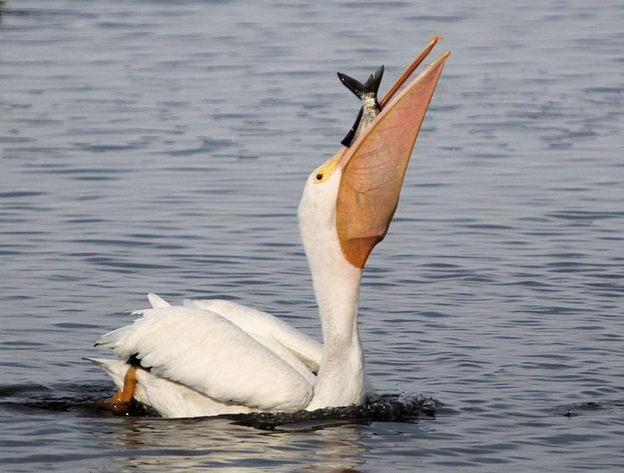 White Pelican with Gizzard Shad Photograph by John Dart