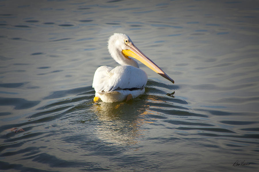 White Pelican With Golden Reflection Photograph by Diana Haronis