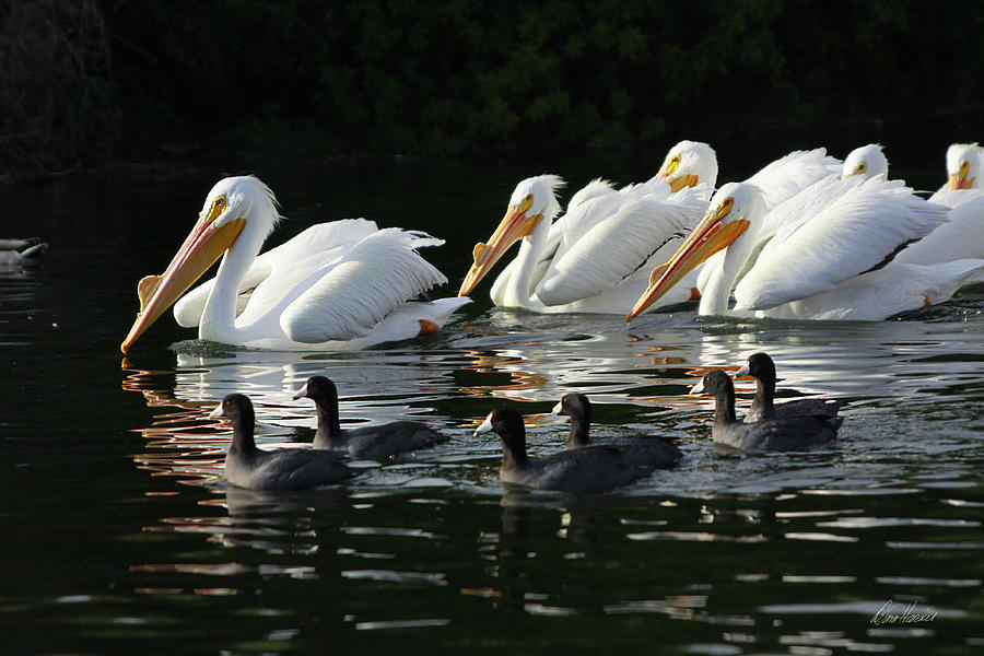 White Pelicans and Coots Photograph by Diana Haronis