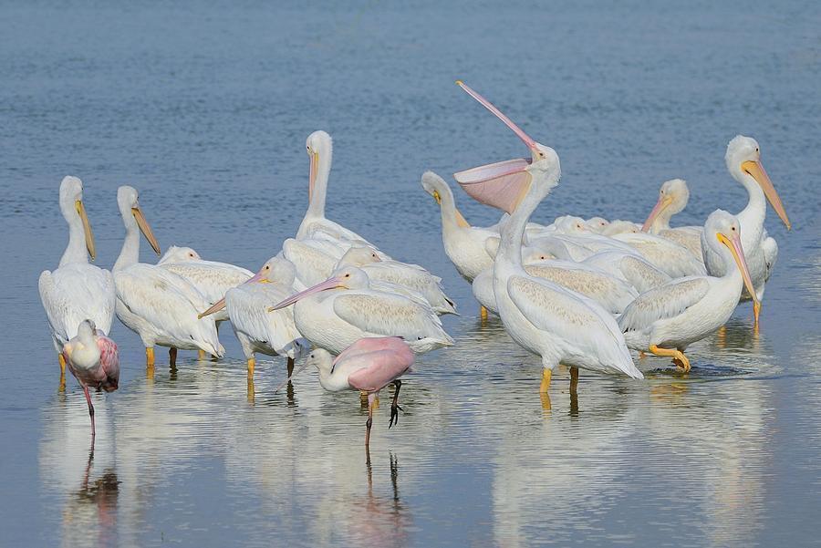 White Pelicans and Roseate Spoonbills Photograph by Bradford Martin