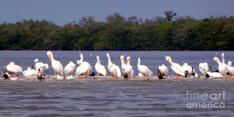 White Pelicans and Little Friends Photograph by Barbie Corbett-Newmin