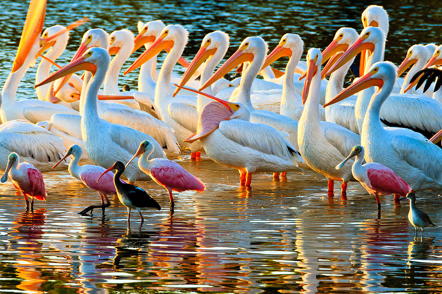 White Pelicans Photograph by Ben Graham