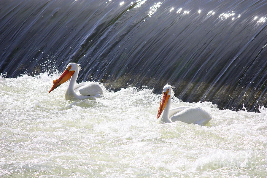 White Pelicans  Photograph by Carol Groenen