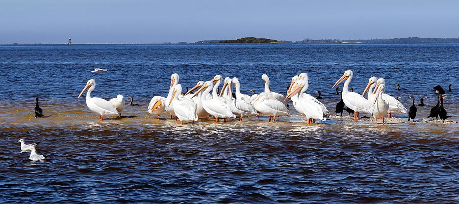 White Pelicans Cormorants Seagulls 1 Photograph by Sheri McLeroy
