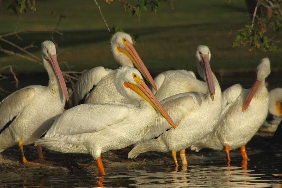 White Pelicans Photograph by Diana Haronis