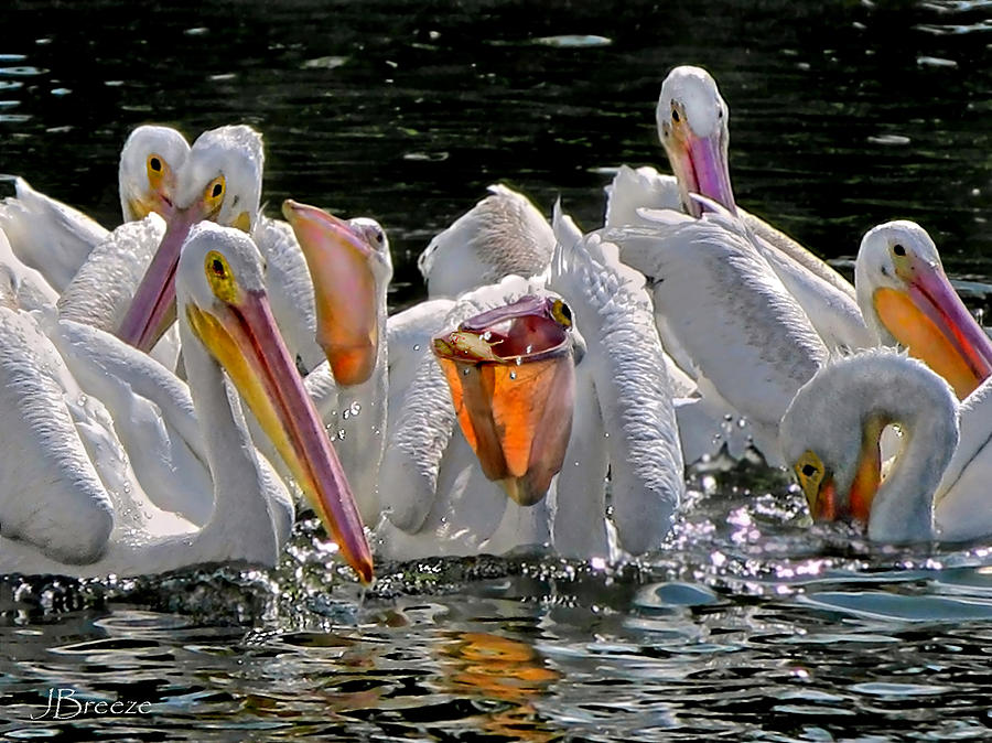 White Pelicans Feeding Time Photograph by Jennie Breeze - Fine Art America