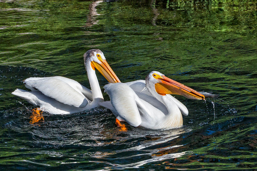 Bird Photograph - White Pelicans Fishing for Trout by Kathleen Bishop