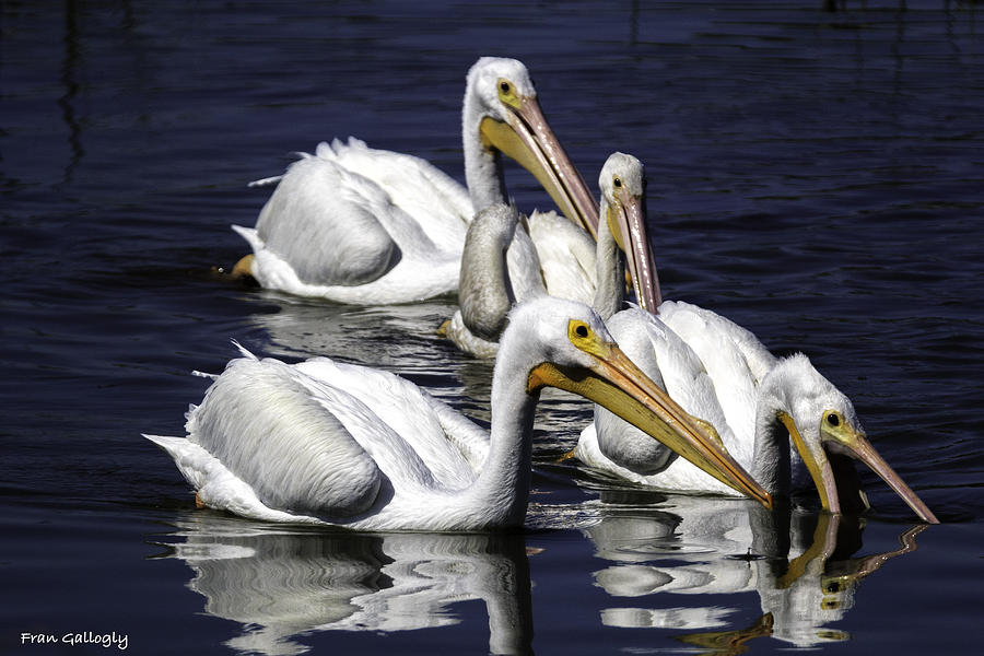 White Pelicans Fishing Photograph by Fran Gallogly
