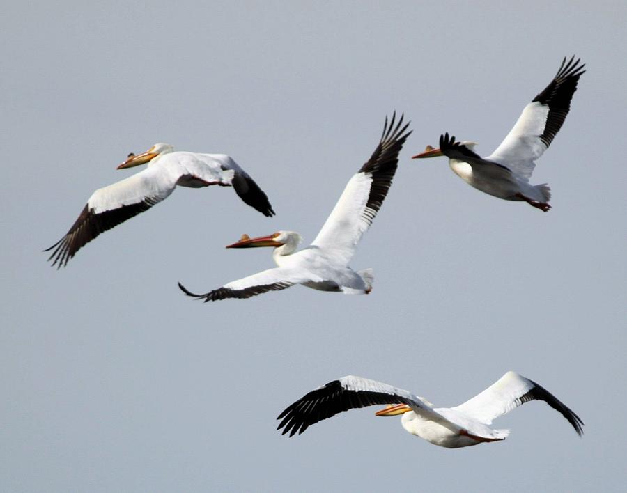 White Pelicans Flight Photograph by John Dart