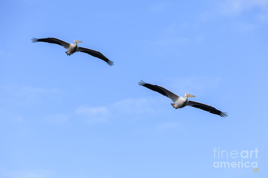White Pelicans Flying Photograph by David Millenheft