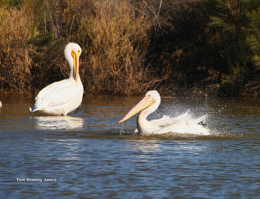 White Pelicans Grooming And Bathing Photograph by Tom Janca
