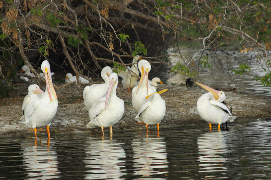 White Pelicans Grooming Photograph by Diana Haronis