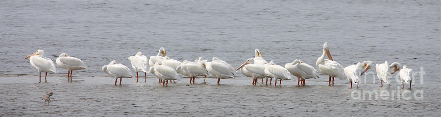 White Pelicans in a Row Photograph by Carol Groenen