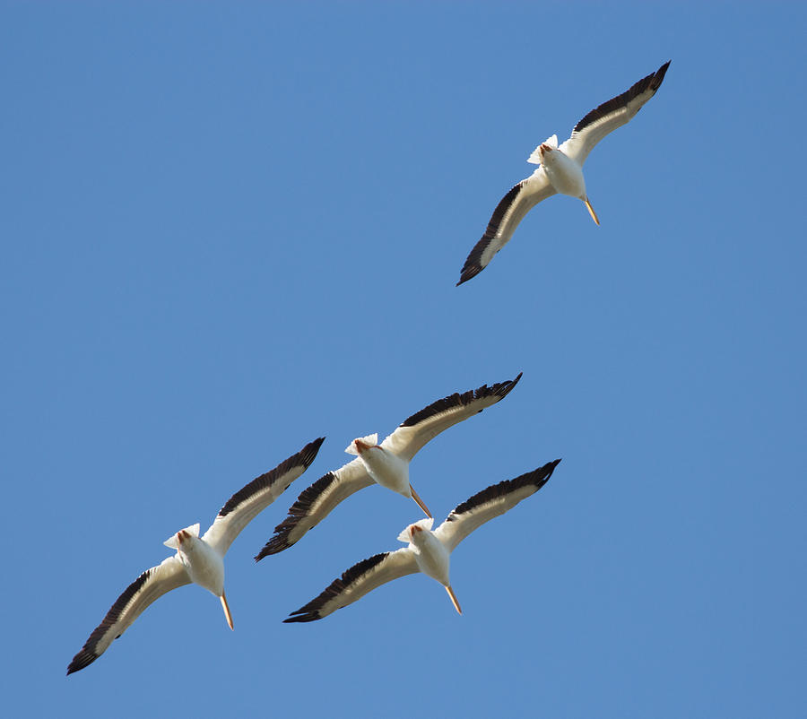 White Pelicans in Formation Photograph by Richard Goldman