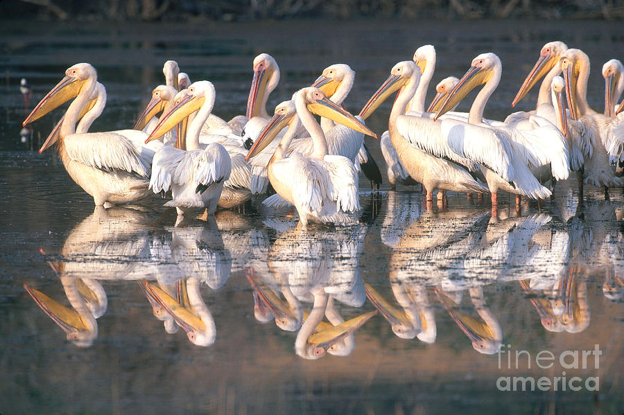 White Pelicans In South Africa Photograph by Art Wolfe