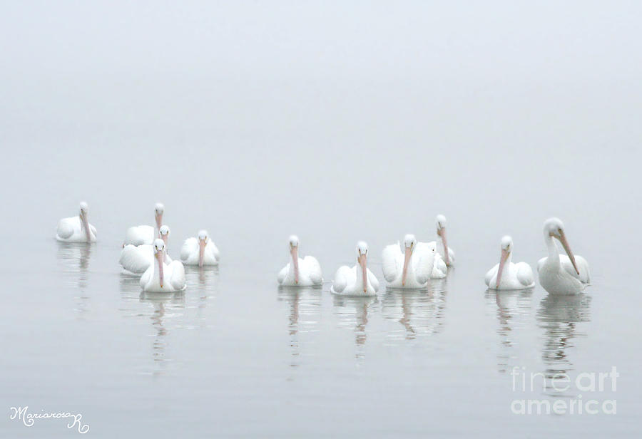 White Pelicans in the Fog Photograph by Mariarosa Rockefeller