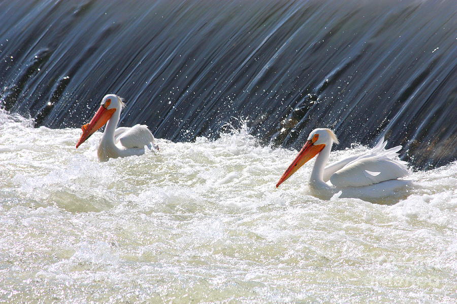 White Pelicans in Washington State Photograph by Carol Groenen
