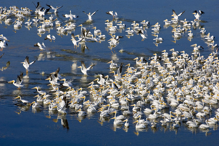 White Pelicans On Blue Photograph