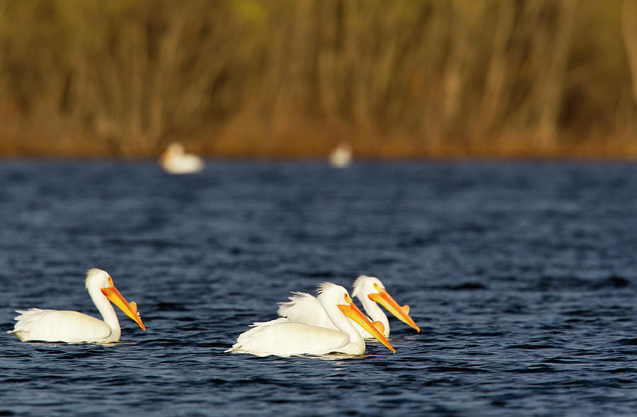 Wildlife Photograph - White Pelicans On Calamus Reservoir by Chuck Haney