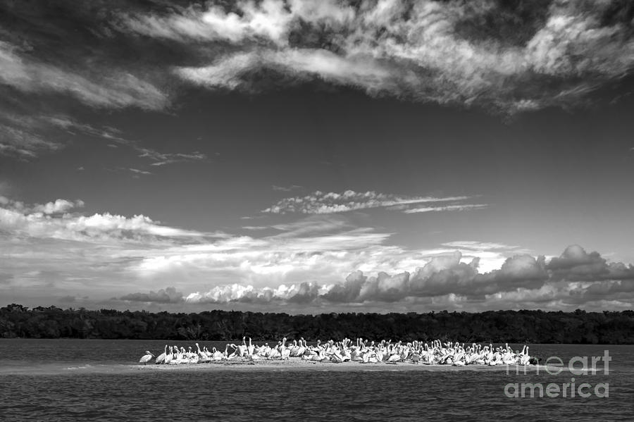 White pelicans on island in the Everglades Photograph by Dan Friend