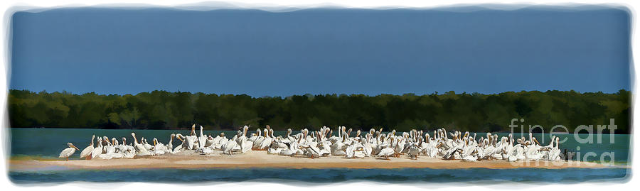White pelicans on sand island in Everglades Photograph by Dan Friend