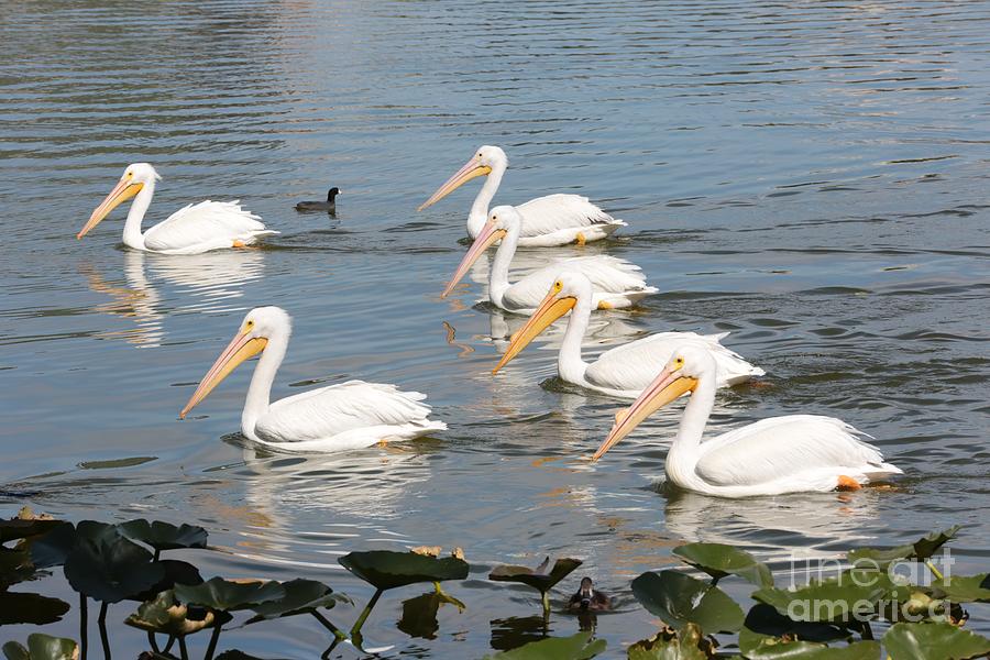 White Pelicans Parade Photograph by Carol Groenen