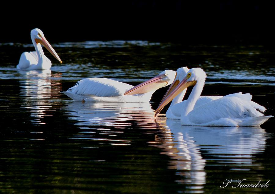Wildlife Photograph - White Pelicans Posing by Patricia Twardzik