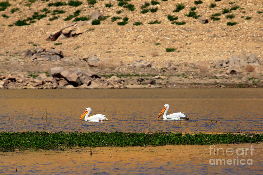 White Pelicans Photograph by Robert Bales