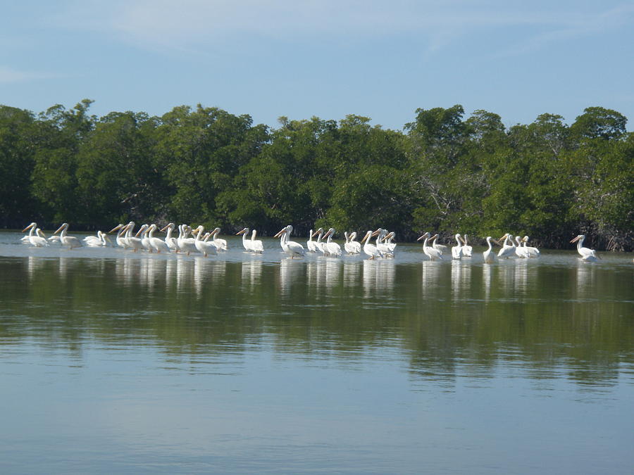 White Pelicans Photograph by Robert Nickologianis