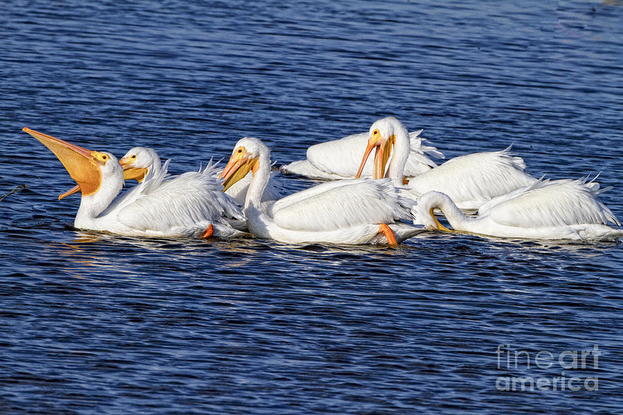 White Pelicans Photograph by Ronald Lutz